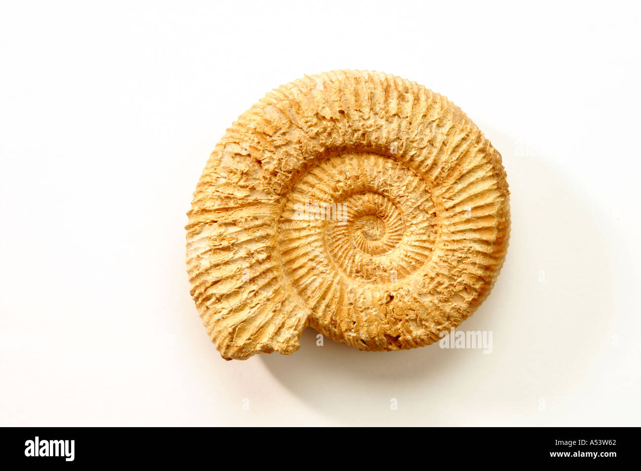 Ammonite from the jurassic period Stock Photo