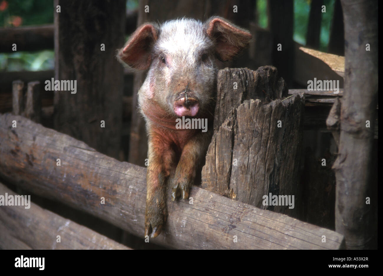 Painet ha2250 5040 guatemala farming pig quetzaltenango country developing nation less economically developed culture Stock Photo