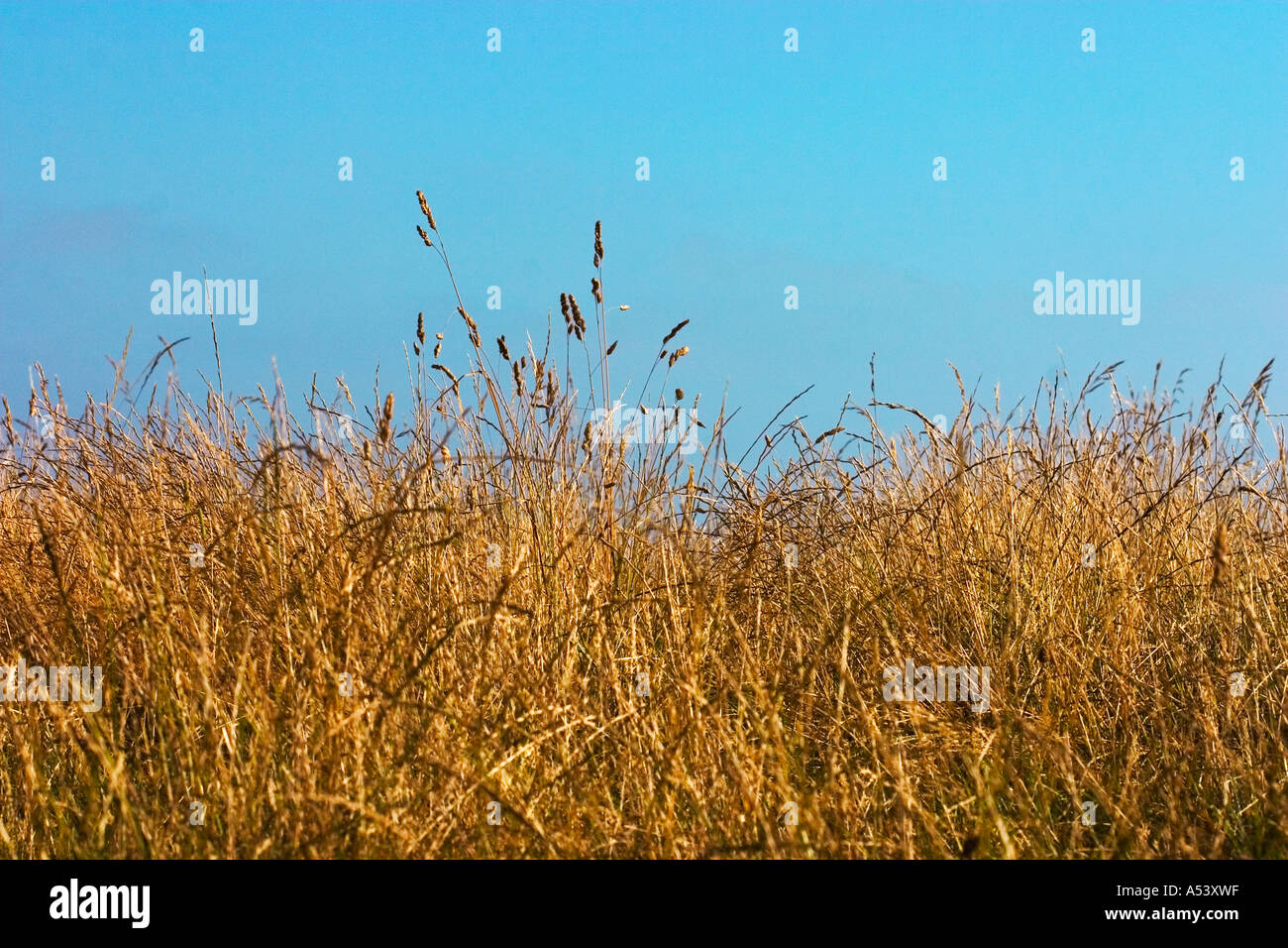 Long golden grass hi-res stock photography and images - Alamy