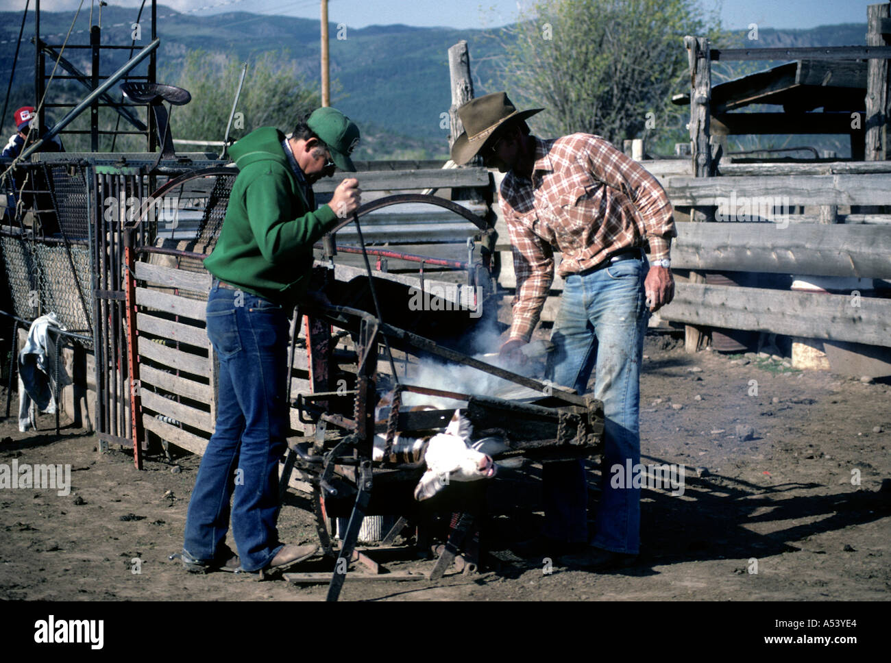 Branding cattle Chama New Mexico USA Stock Photo Alamy