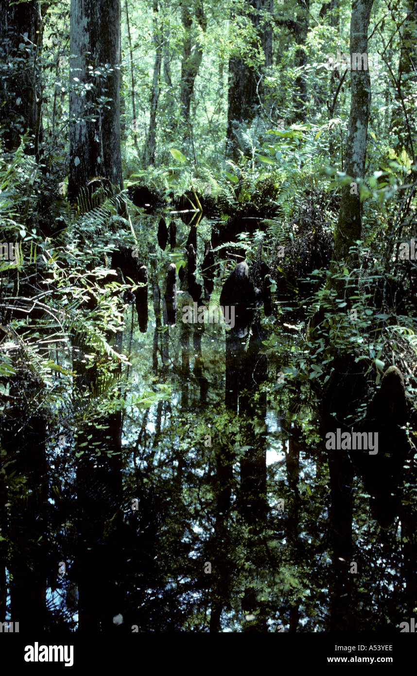 Corkscrew swamp sanctuary hi-res stock photography and images - Alamy