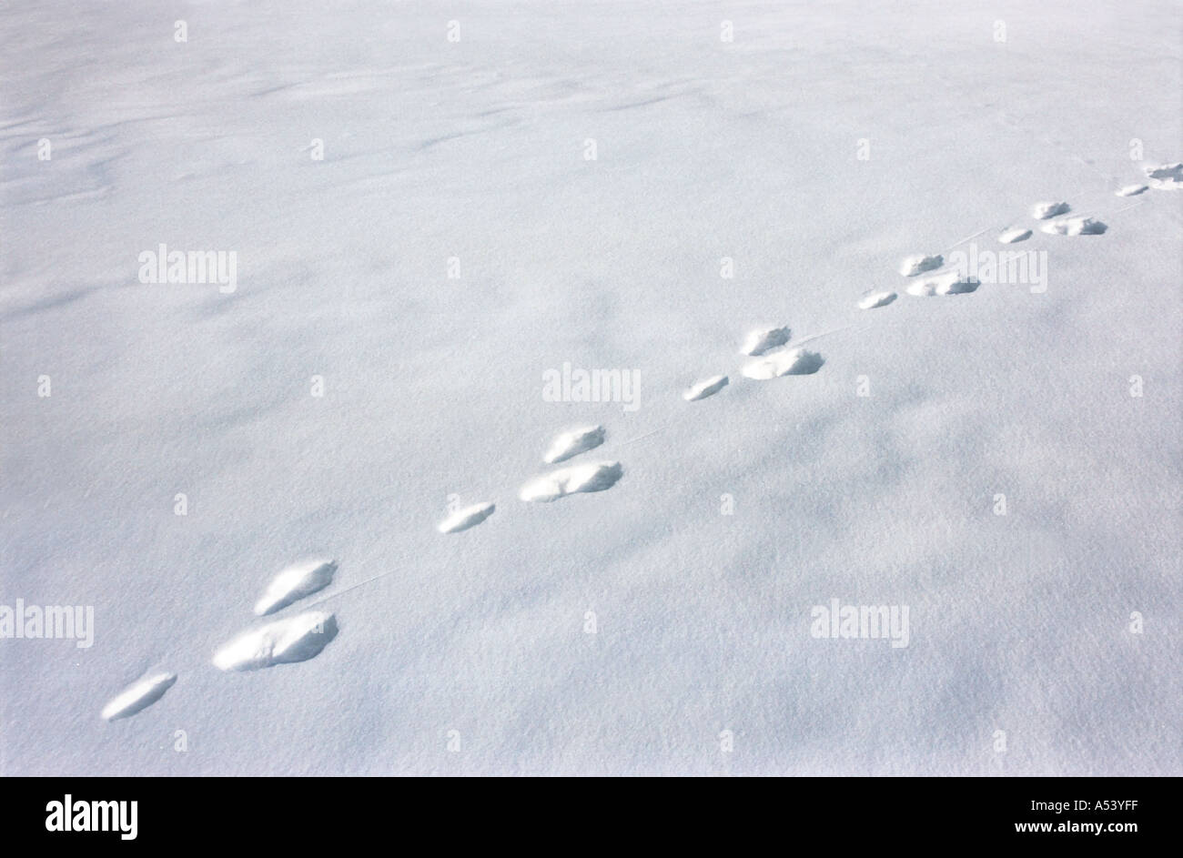 Track left by hare Altai Siberia Russia Stock Photo
