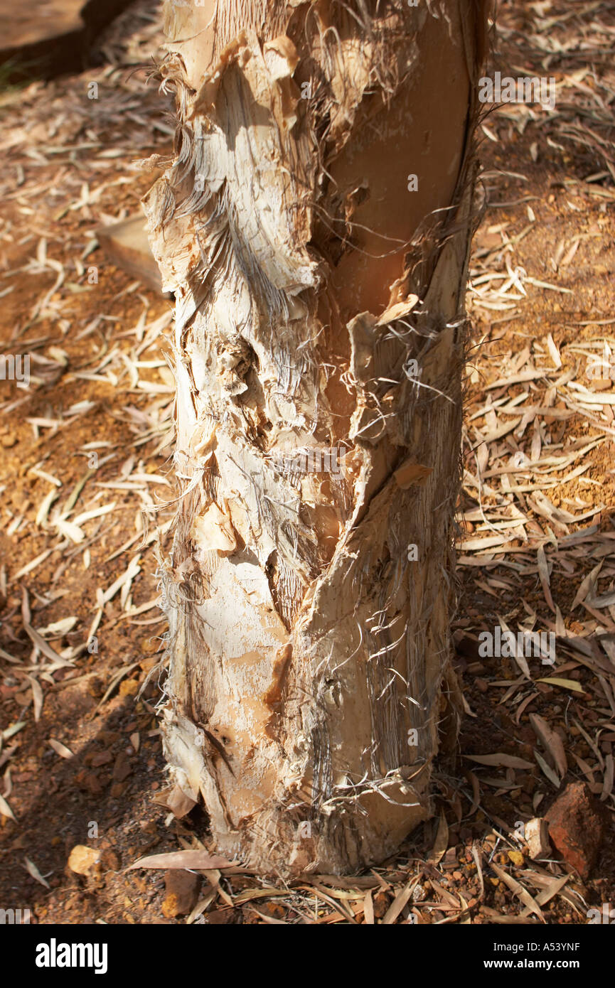 Bole paper bark tree in hires stock photography and images Alamy