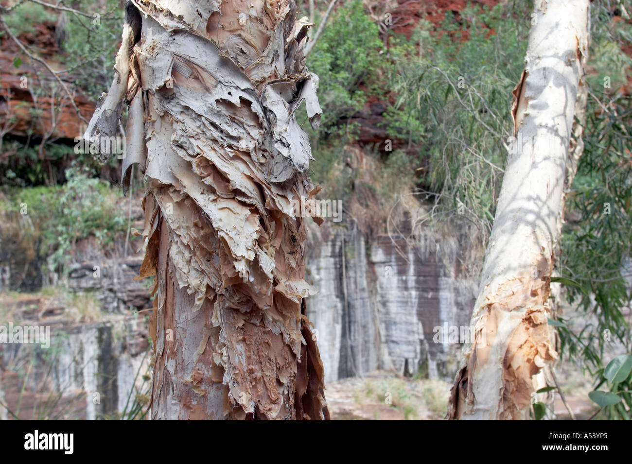 Bole of a paper bark tree in Karijini National Park Melaleuca leucadendron Stock Photo
