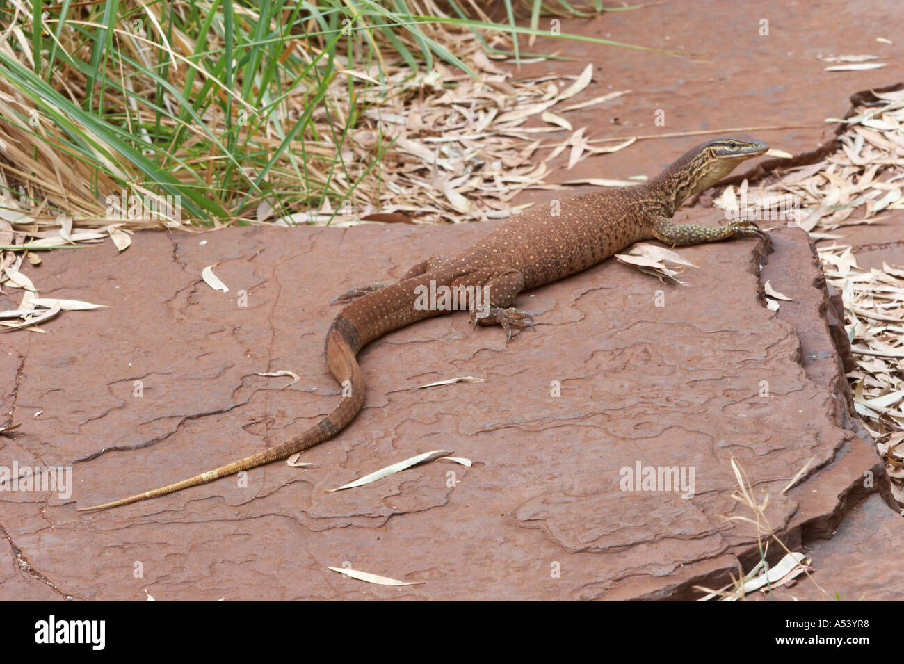 Goanna or monitor lizard Varanus giganteus in Karijini National Park