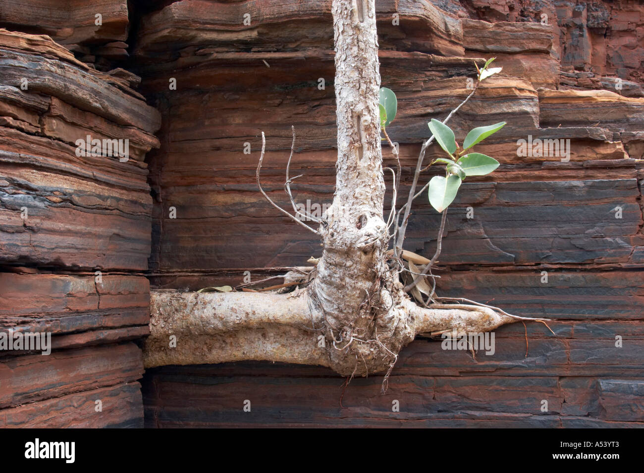 Tree grows out of a rock Dales Gorge Karijini National Park Pilbara region western australia WA Stock Photo