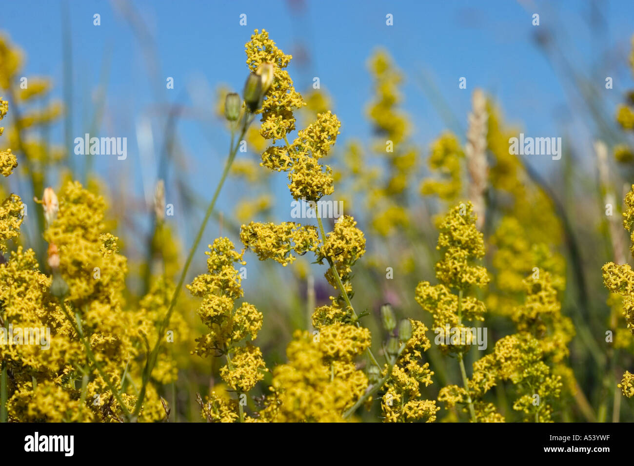 Close up shot of Lady's Bedstraw Stock Photo