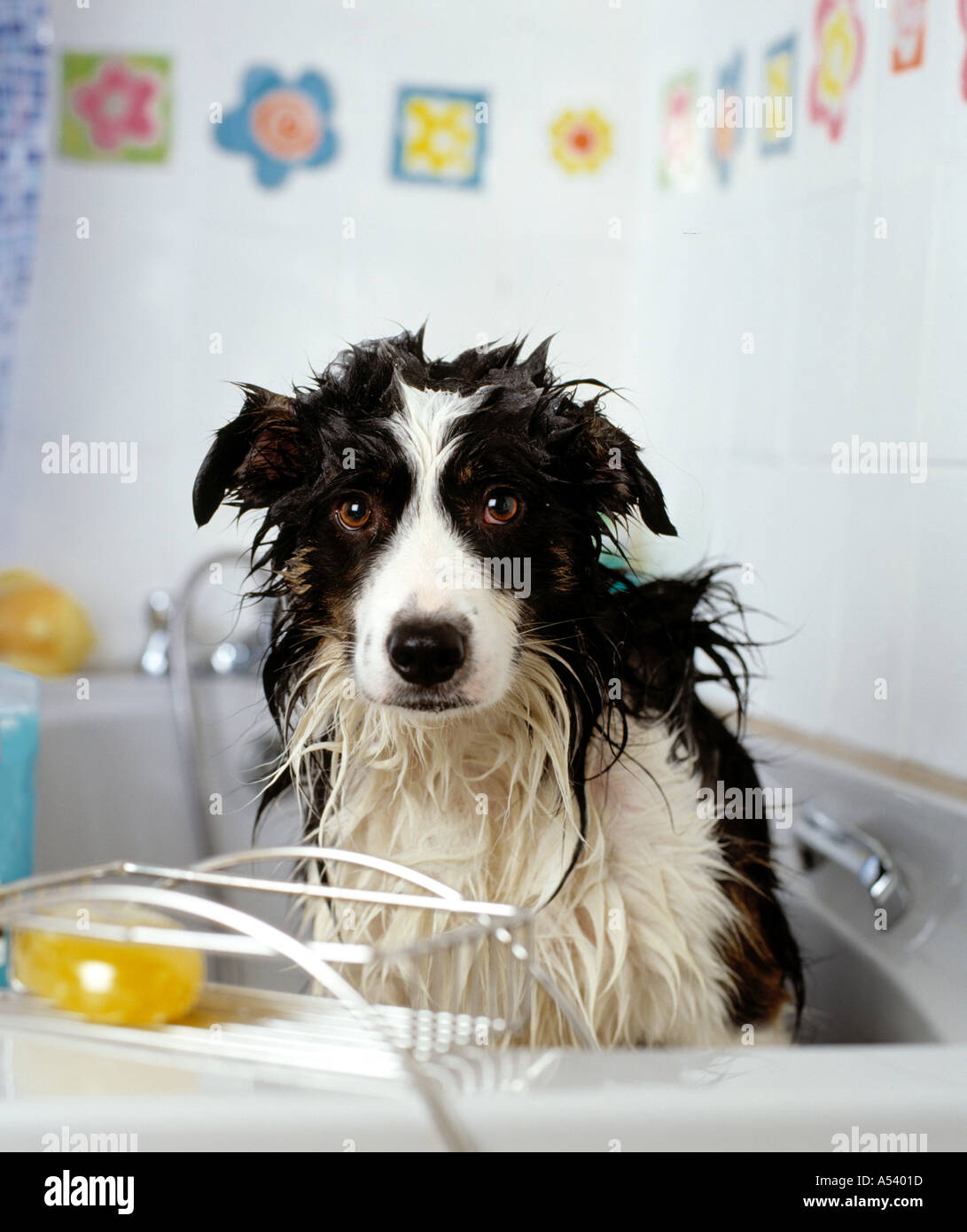 wet dog in bath Stock Photo
