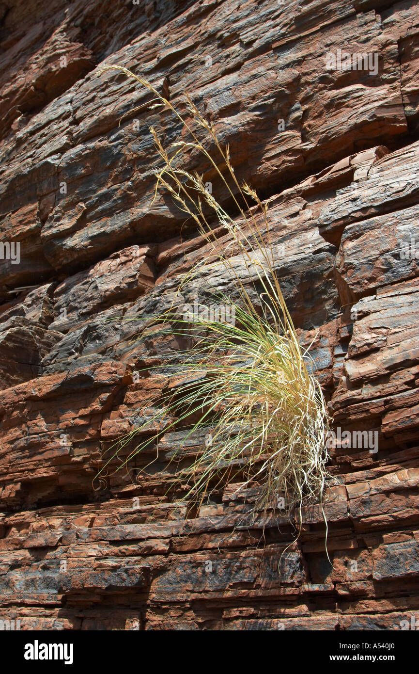 Grass is growing on a rock Stock Photo - Alamy