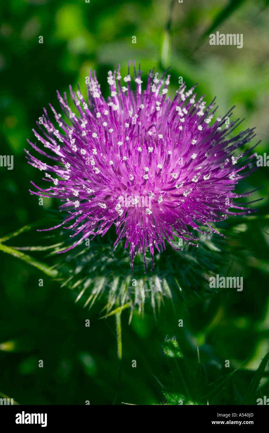 The scottish thistle hires stock photography and images Alamy