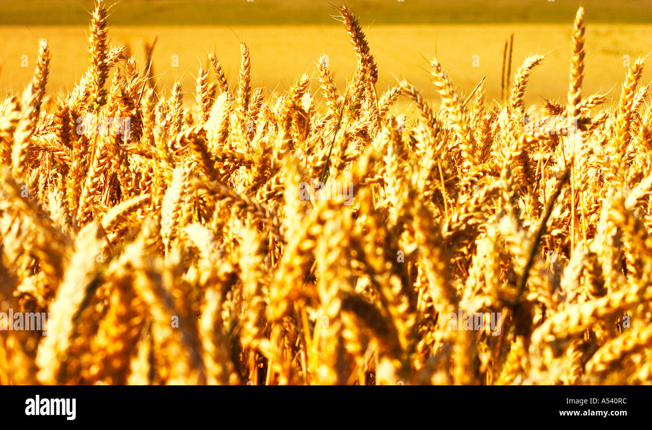 Dried wheat grass field hi-res stock photography and images - Alamy