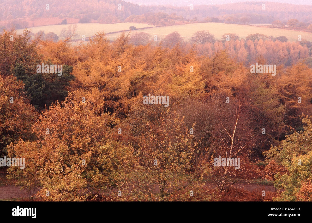Larch trees in autumn gold hi-res stock photography and images - Alamy