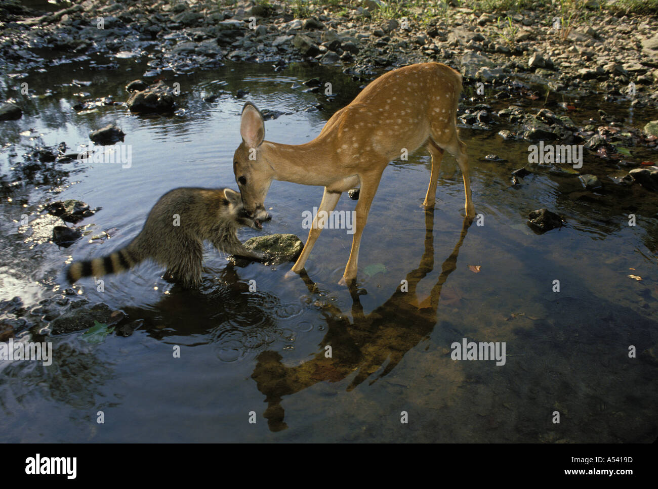 White-tailed deer fawn in creek bites raccoon on nose (3rd in series), Missouri North America USA Stock Photo