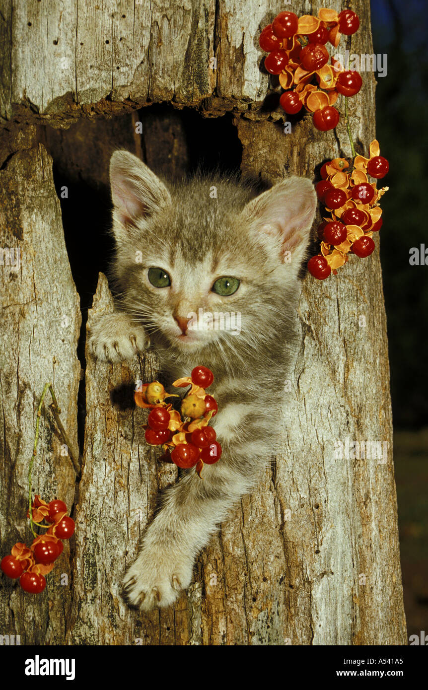 Cute gray tabby kitten peers out of stump covered with native orange bittersweet berries Stock Photo