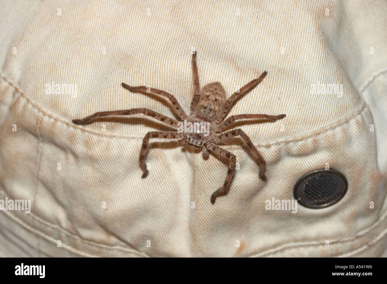 Common Huntsman spider on a cap Isopedella Stock Photo