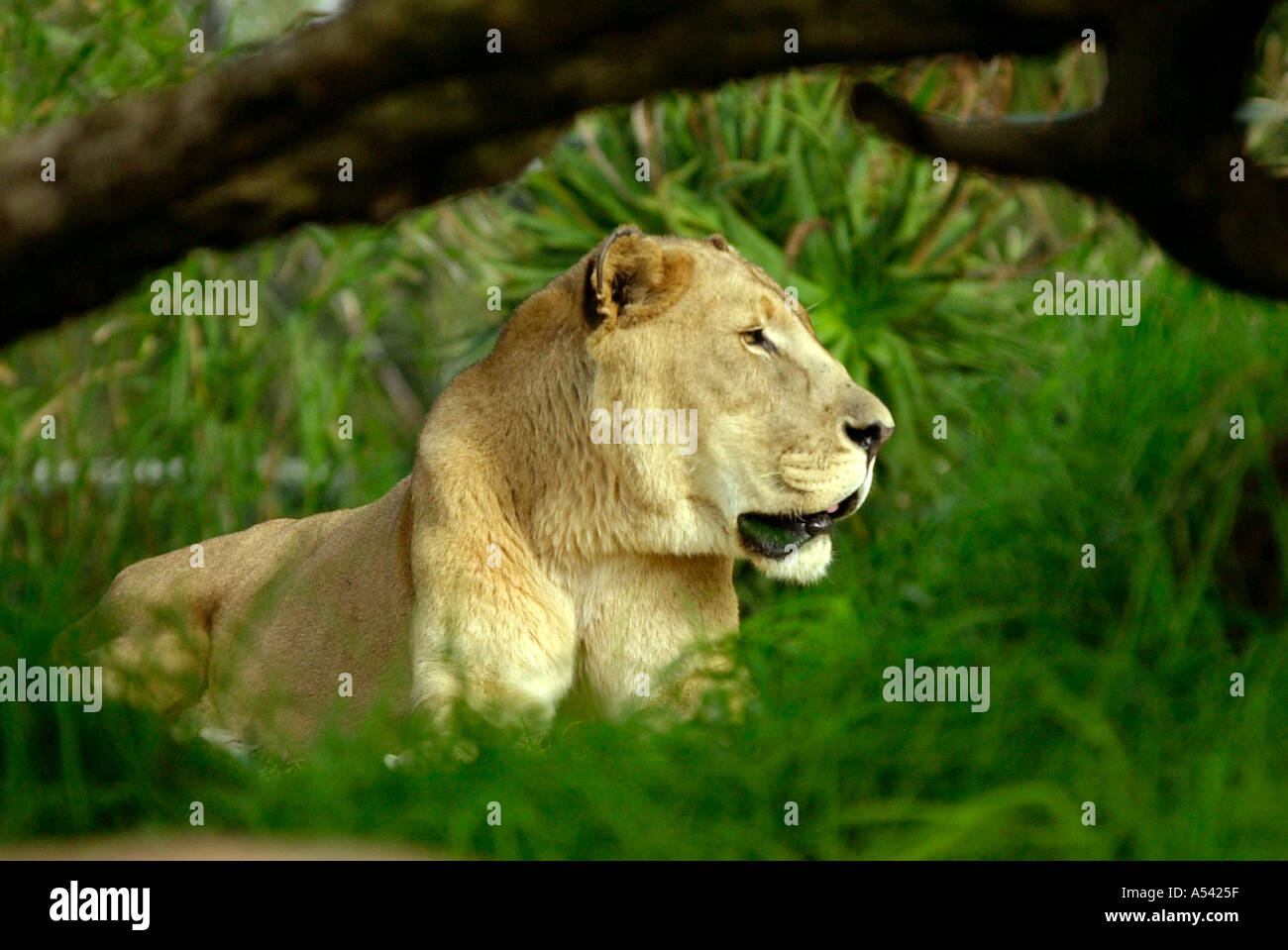 Animals waking up hi-res stock photography and images - Alamy