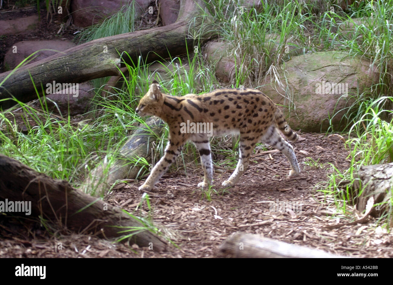 cat in the jungle Stock Photo Alamy