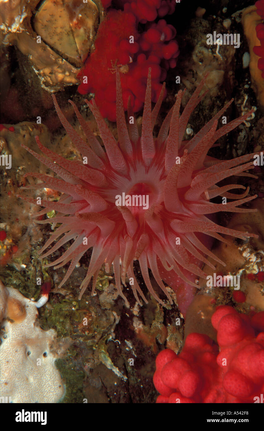 Painted Anemone Urticina crassicornis Stock Photo Alamy