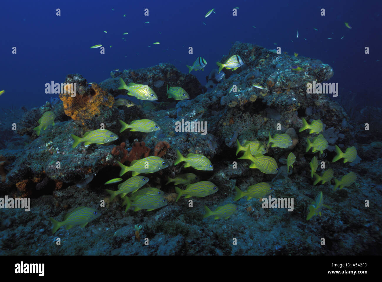 Palm Ree Ref Palm Beach Reef Stock Photo - Alamy