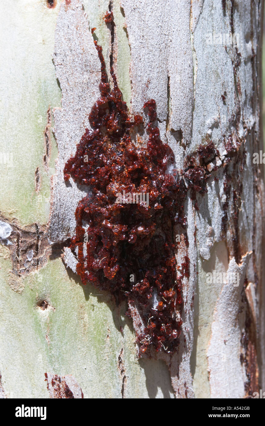 Reddish resin comes out of the bloodwood tree Brosimum rubescens Stock Photo