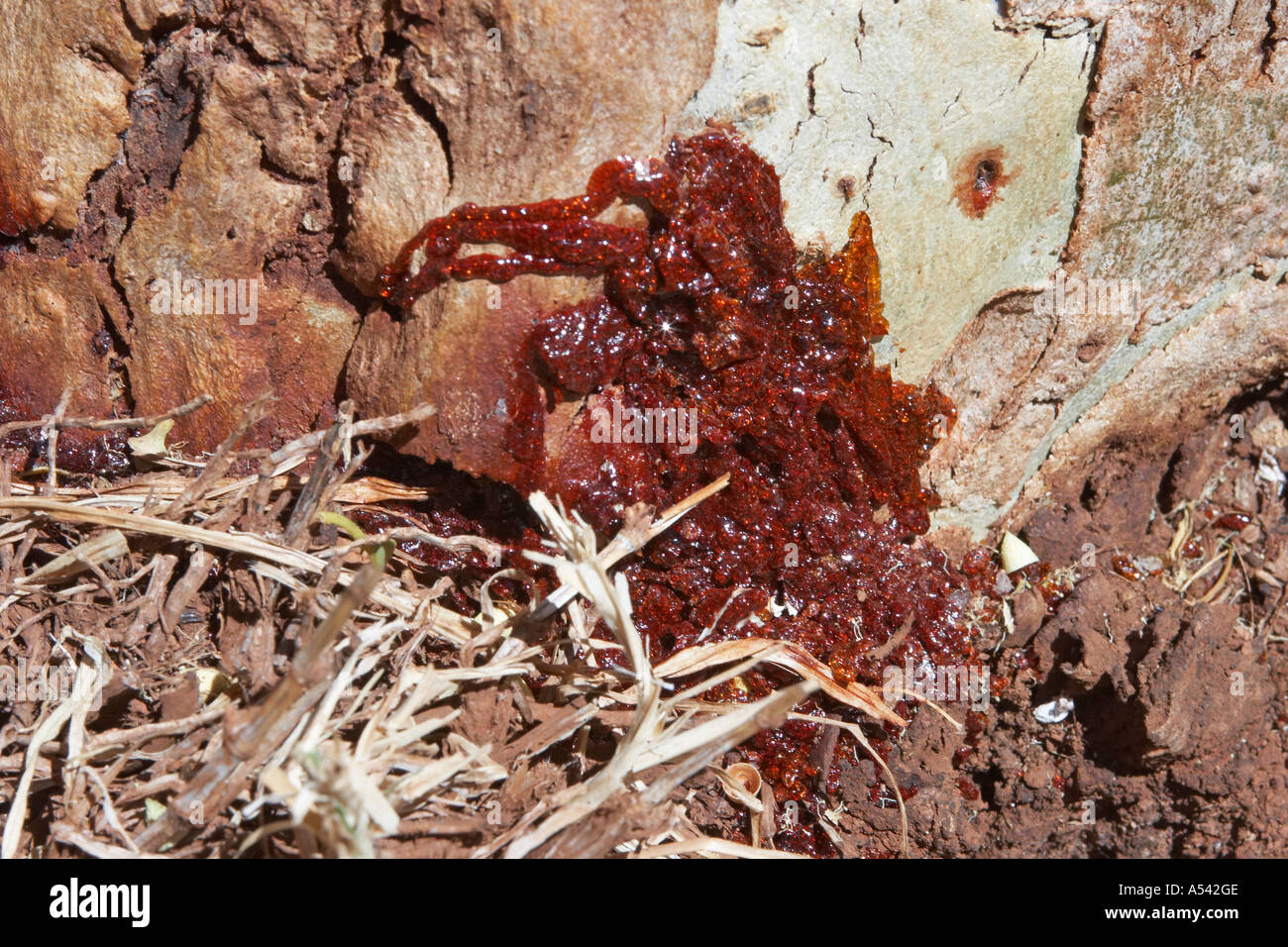 Reddish resin comes out of the bloodwood tree Brosimum rubescens Stock Photo