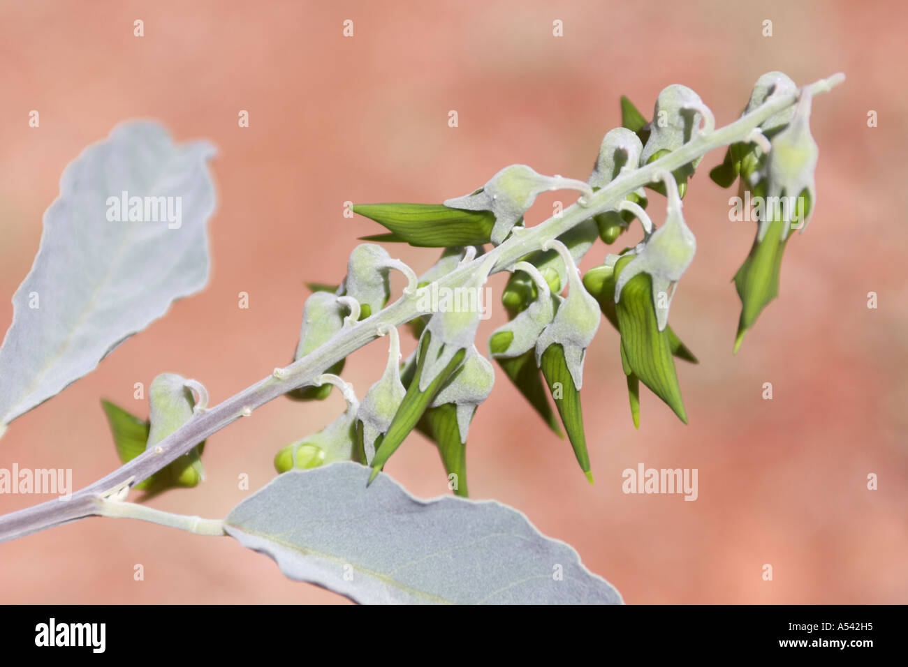 Pilbara bird hires stock photography and images Alamy