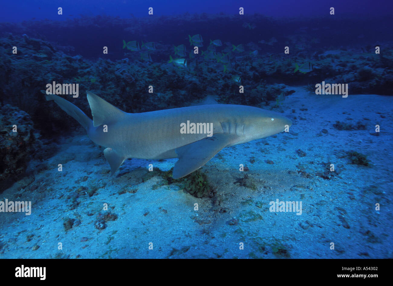 Nurse Shark Ginglymostoma cirratum  Stock Photo