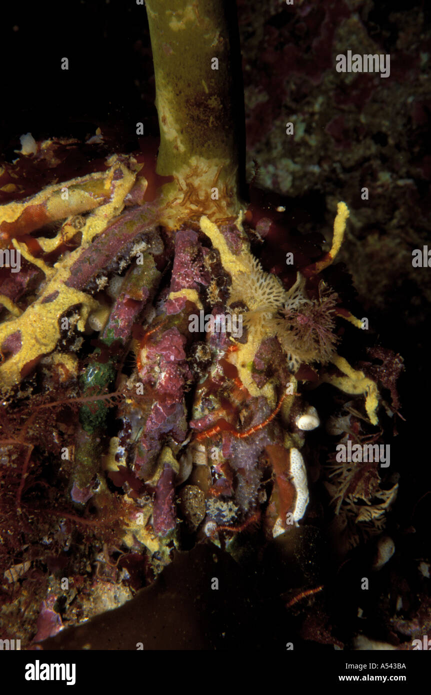 Kelp Holdfast incrusted with invertebrates Stock Photo