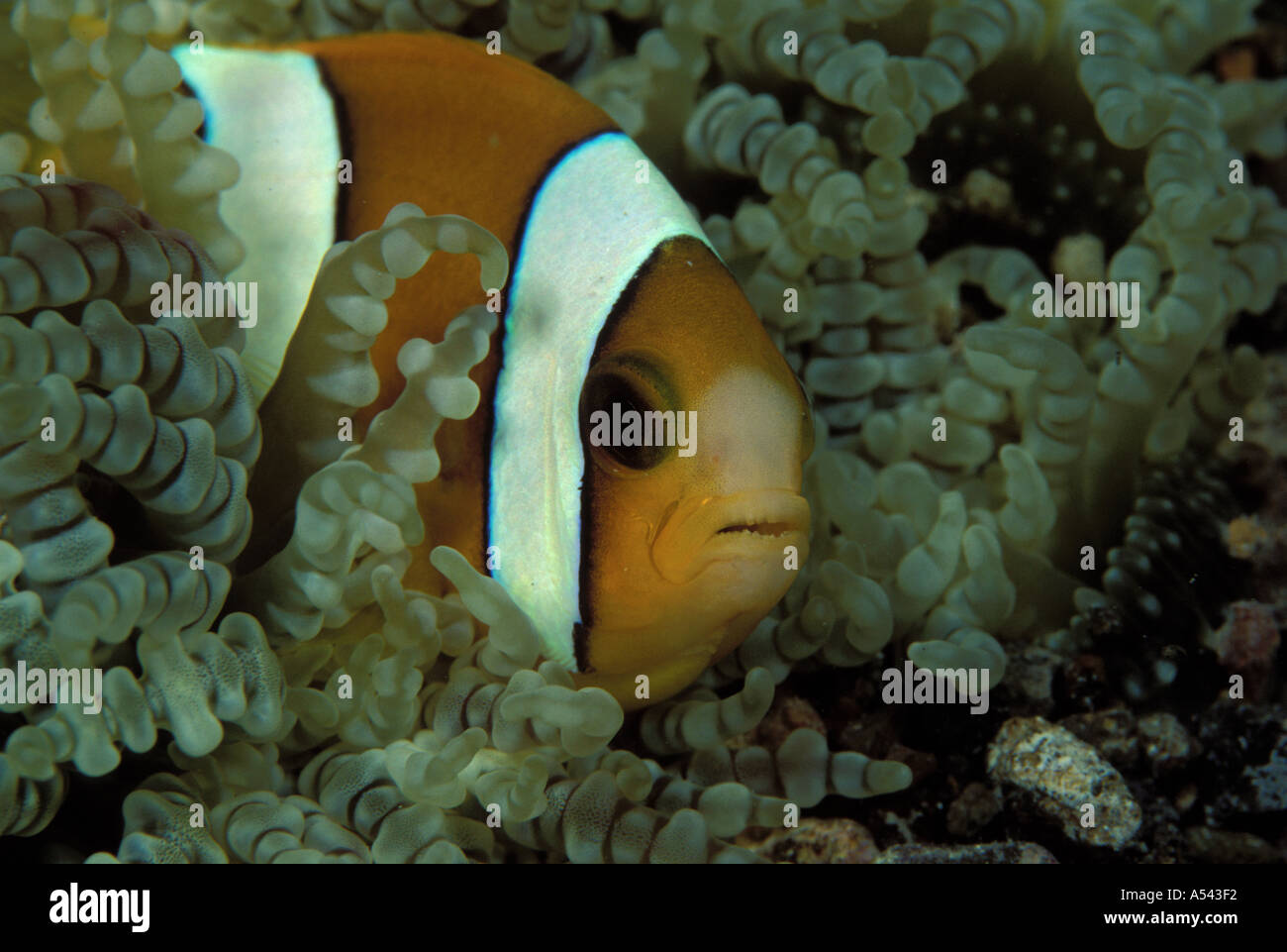 Clark S Anemonefish Amphiprion Clarkii Stock Photo - Alamy