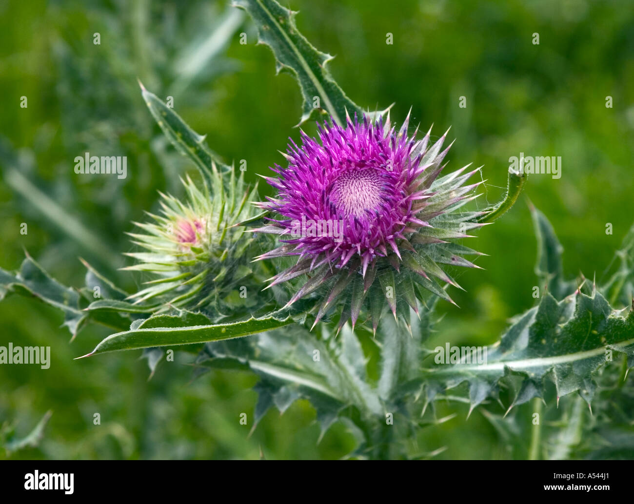 The scottish thistle hires stock photography and images Alamy