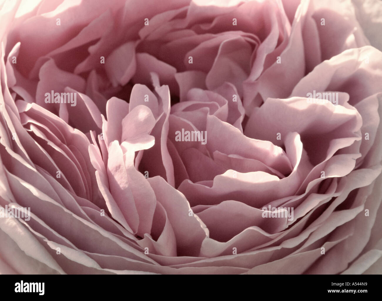 Close up photograph of Rose 'Constance spry' Stock Photo - Alamy