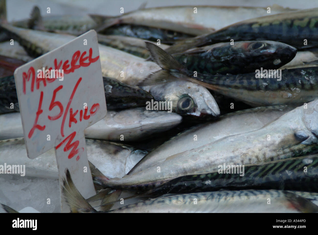 Mmarkel Fish Mackerel mackeral hi-res stock photography and images - Alamy