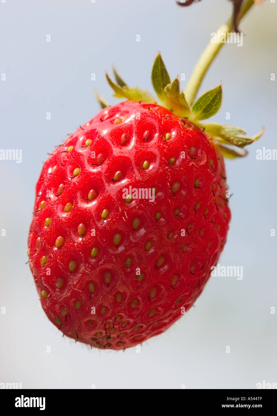 Icon strawberry fragaria hi-res stock photography and images - Alamy