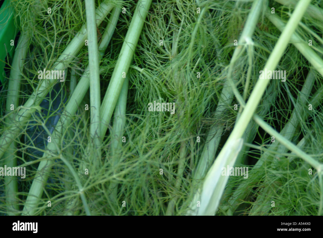 Fennel on stall at farmers market stall Stock Photo Alamy