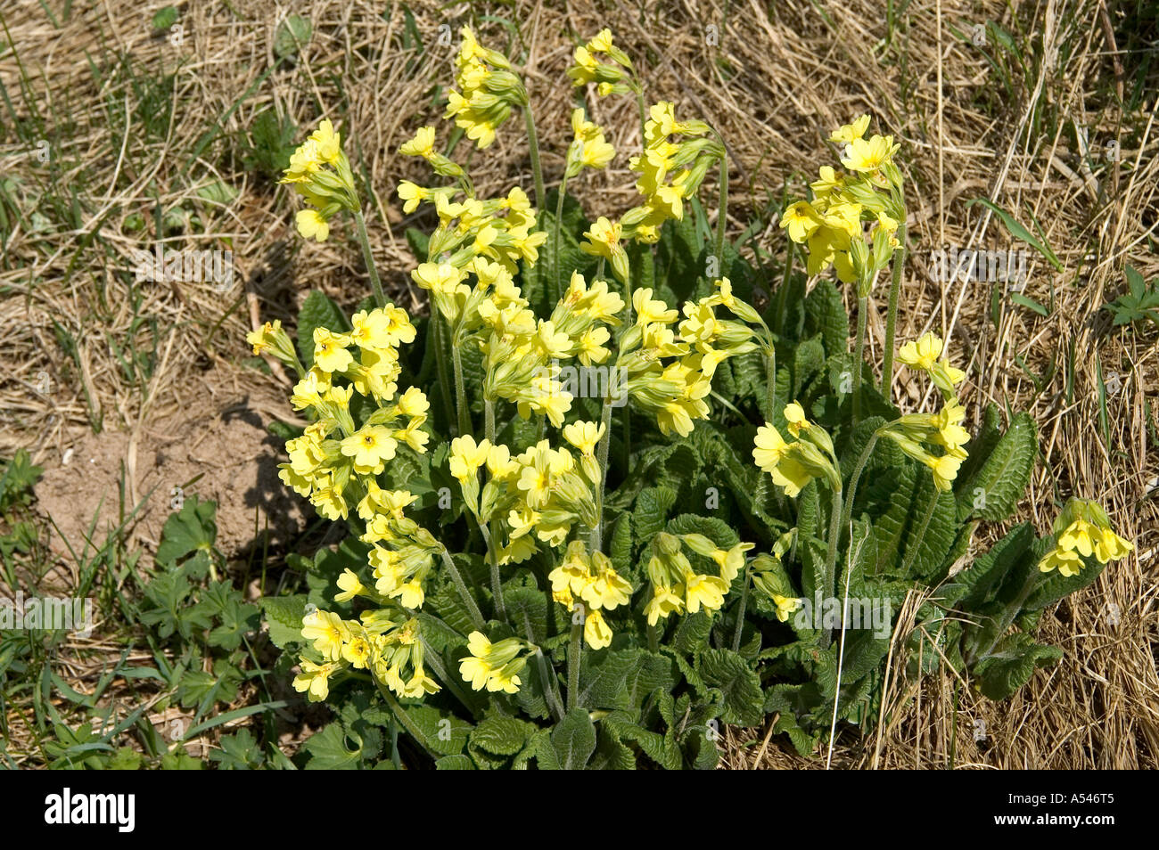 Alpine Auricula Primula auricula Stock Photo