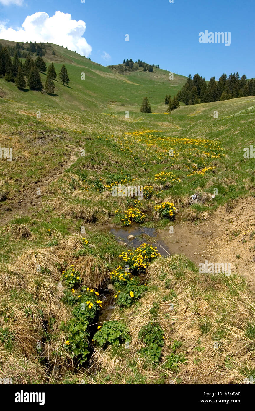 Wet habitat alpes vaudoises Stock Photo