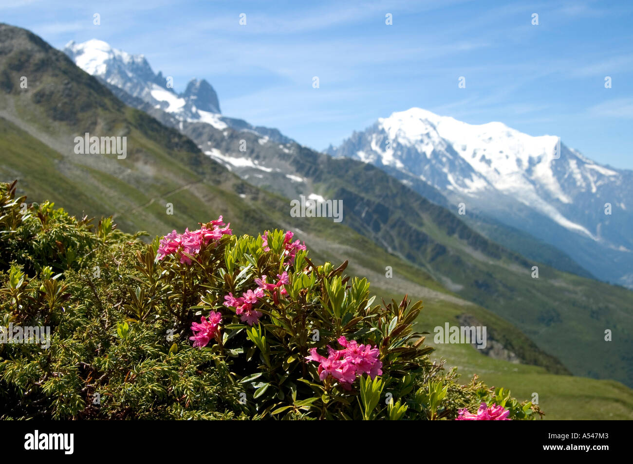 Alpine Rose Rhododendron ferrugineum Chamonix France Stock Photo