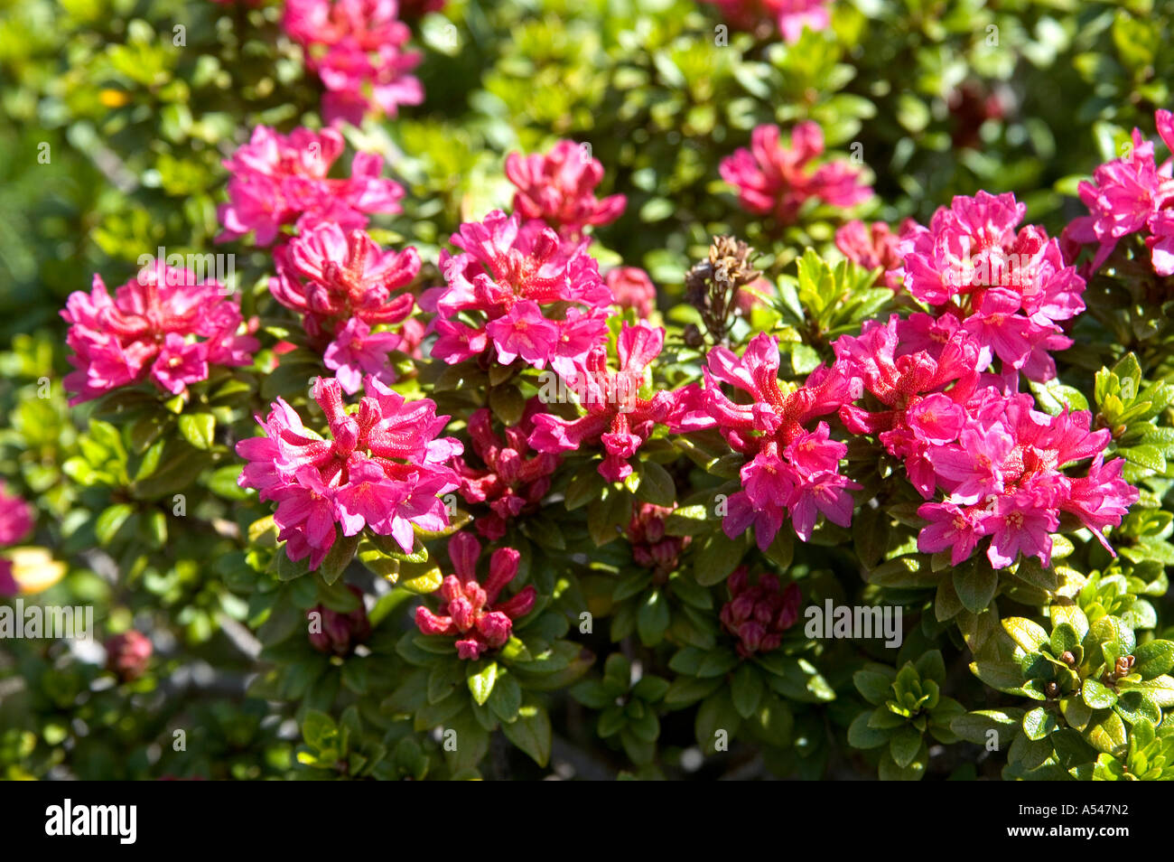 Alpine Rose Rhododendron ferrugineum Chamonix France Stock Photo