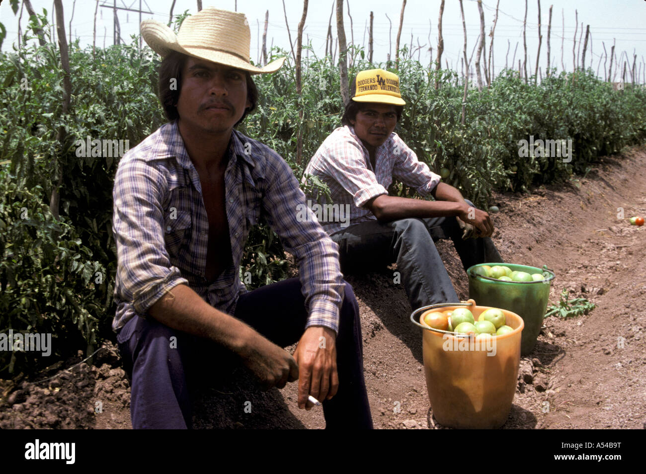 Painet hn1820 4060 mexico hispanic tomato harvesters men rest sonoma country developing nation less economically developed Stock Photo