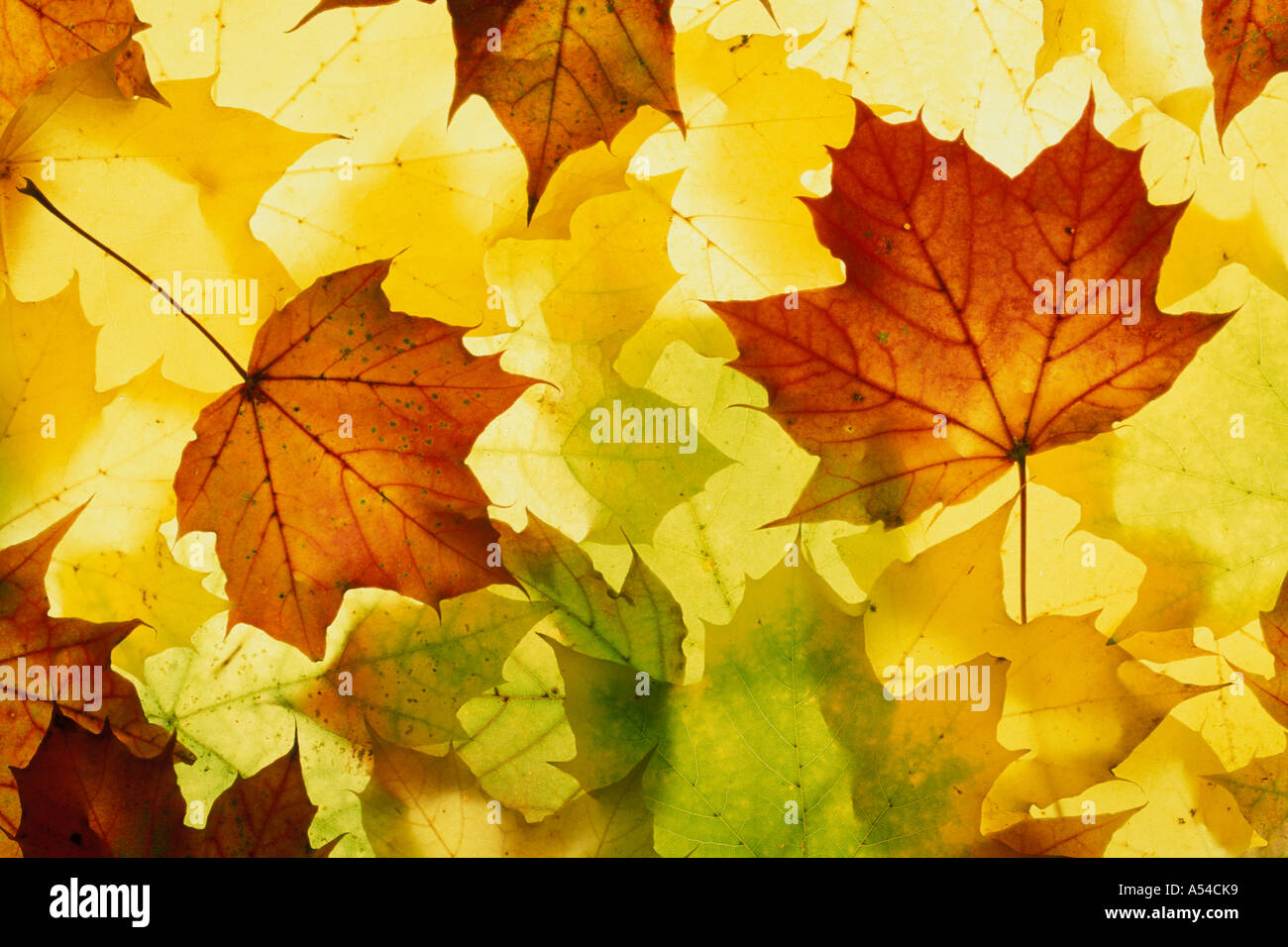 Close up maple leafs hi-res stock photography and images - Alamy