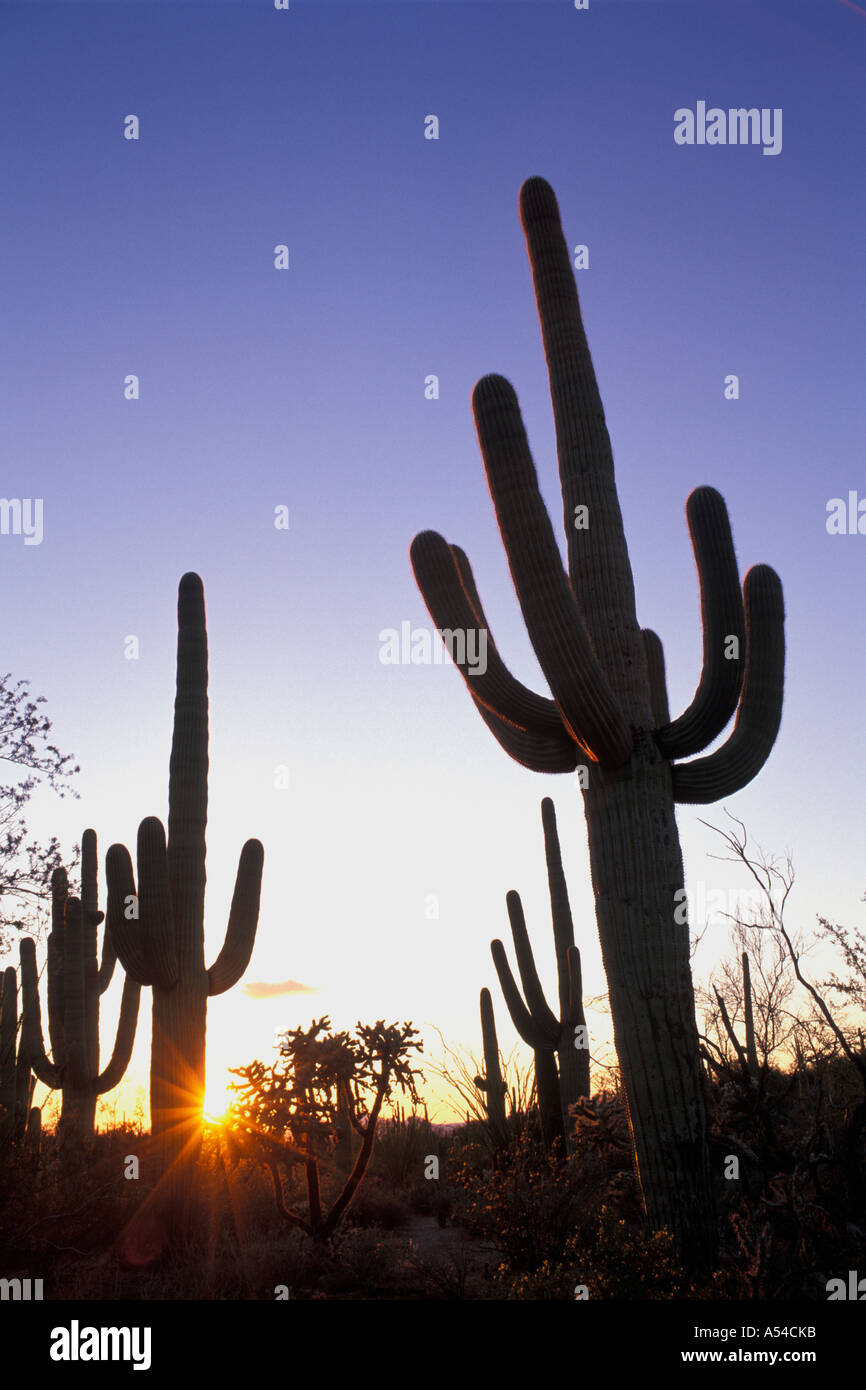 Silhouettes of saguaro cacti at sunset Saguaro National Park Arizona USA Stock Photo