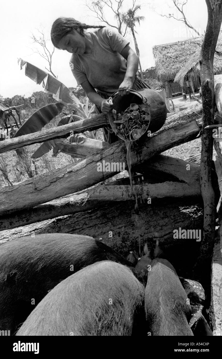 Painet hn1910 485 black and white farming woman feeding pigs san julian colony amazonia santa cruz bolivia country Stock Photo