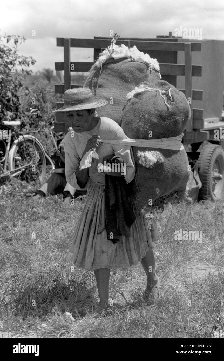 Painet hn1913 499 woman labor cotton picker carrying heavy load multinational estate santa cruz bolivia country developing Stock Photo