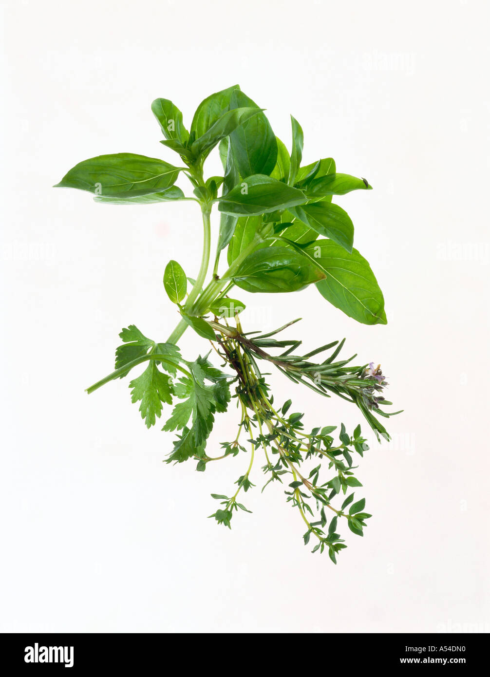 Thyme herb officinalis Cut Out Stock Images & Pictures Alamy