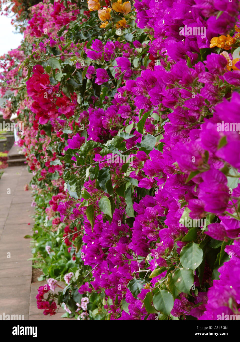 Botanical garden, Bougainvillea, flowerage of Madeira Stock Photo