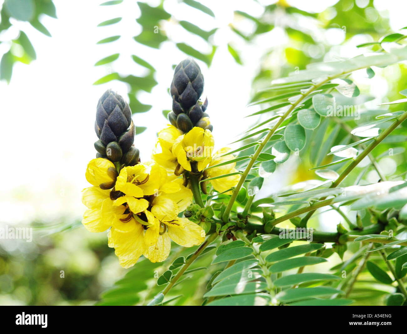 Botanical garden, Yellow Jacaranda, Tipuana tipu, flowerage of Madeira Stock Photo