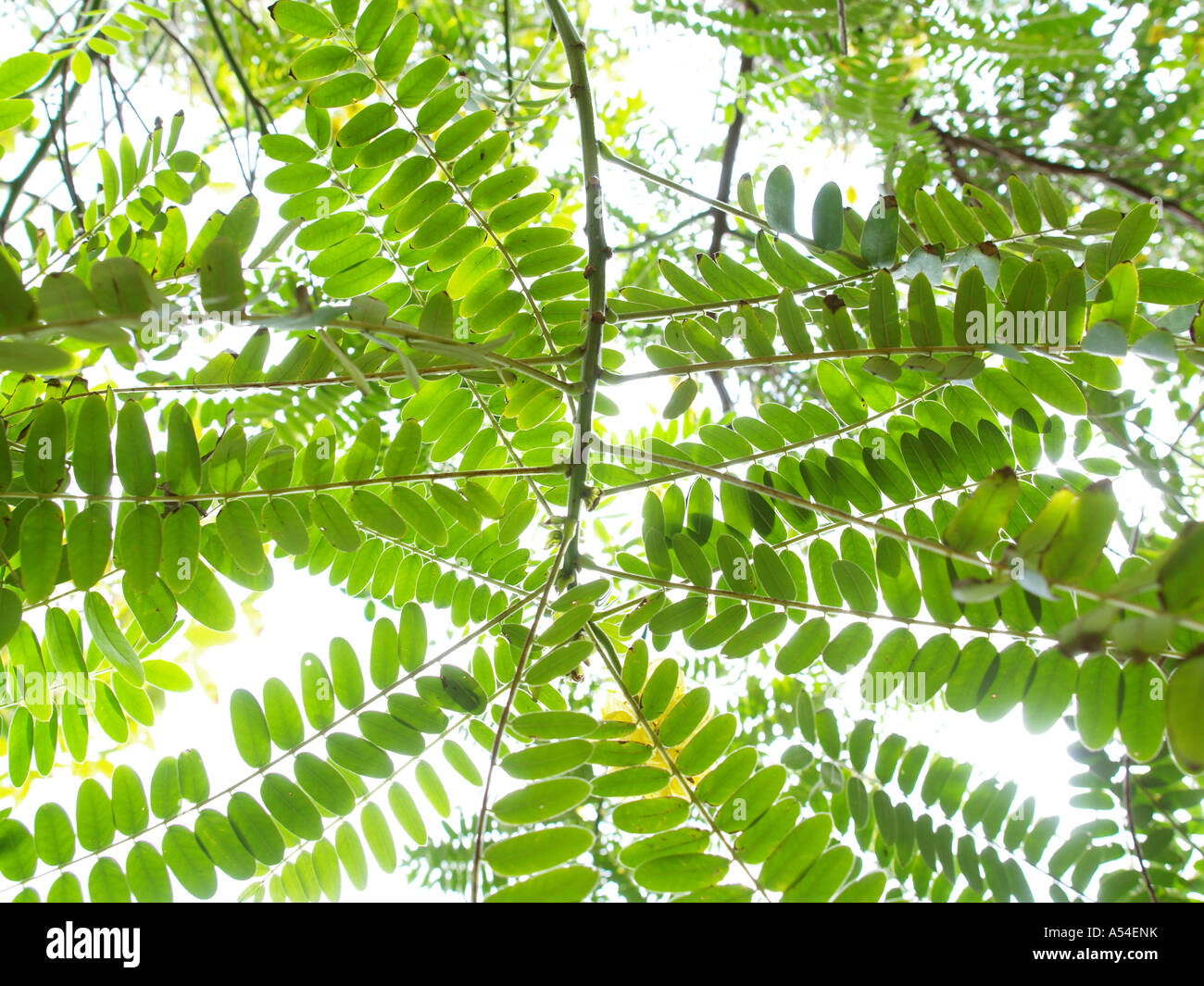 Botanical garden, Yellow Jacaranda, Tipuana tipu Stock Photo