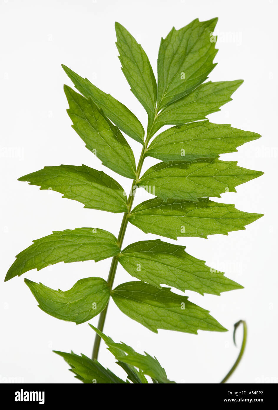 A studio shot of valerian leaves on white background. Stock Photo
