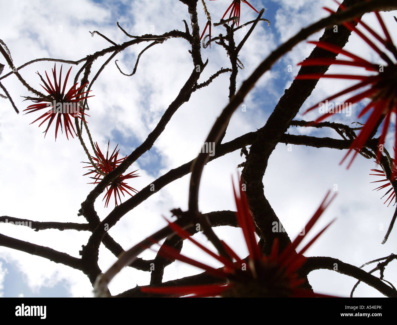 Botanical garden, Coral Tree, Erythrina reticulata, flowerage of Madeira Stock Photo