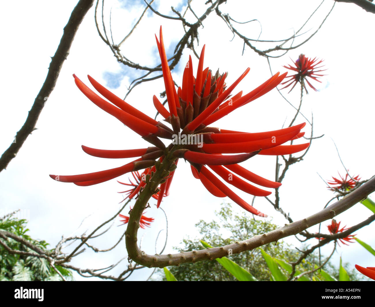 Botanical garden, Coral Tree, Erythrina reticulata, flowerage of Madeira Stock Photo
